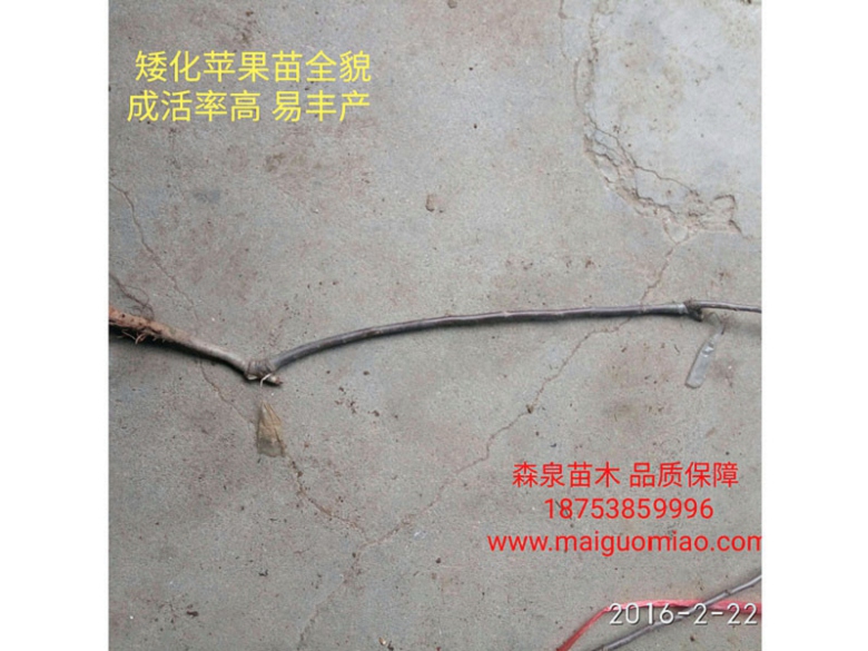 娄底秀水矮化苹果苗