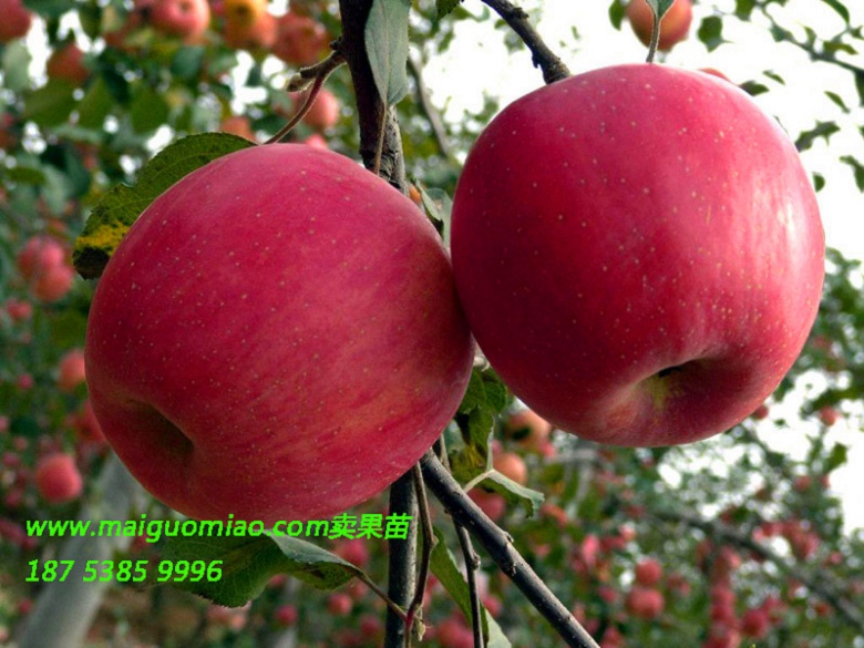 淮安荣光两年生苹果苗