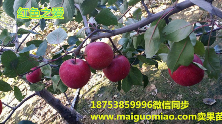 保定岱绿苹果苗小苗