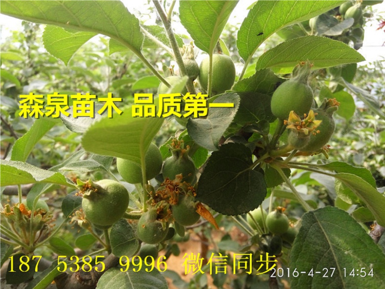 铜陵伏帅苹果苗基地