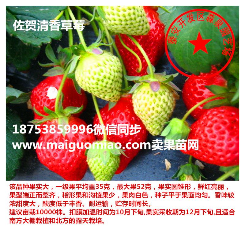惠州红颜草莓苗价格供应