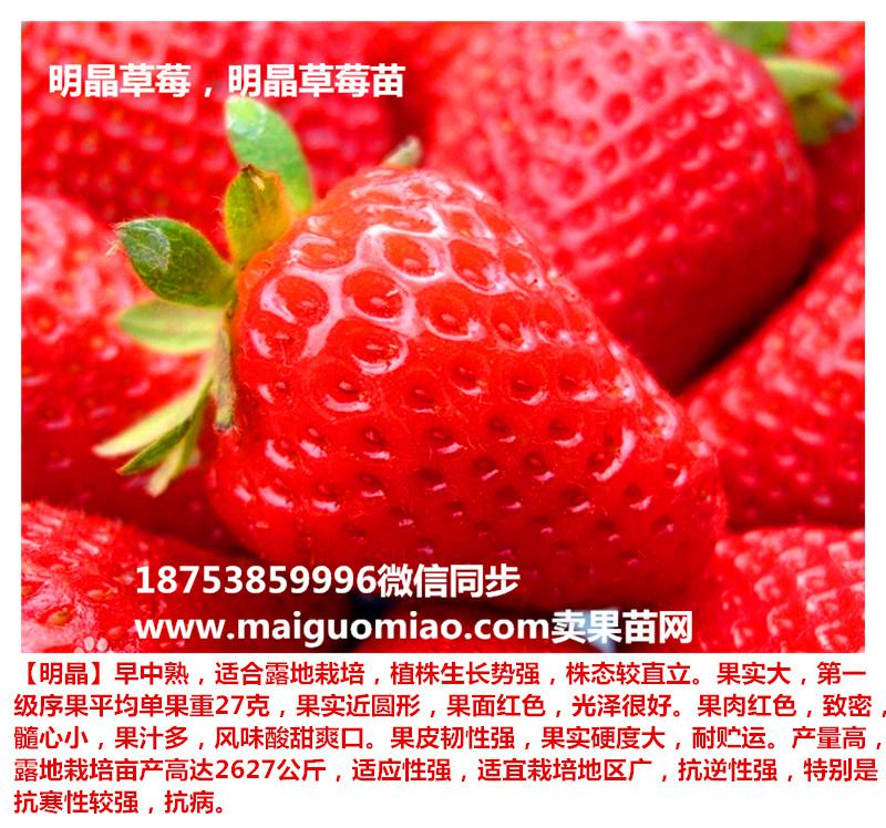 恩施章姬草莓苗种植技术