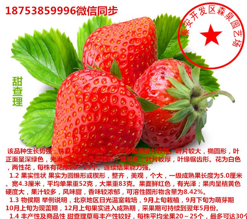 恩施章姬草莓苗种植技术