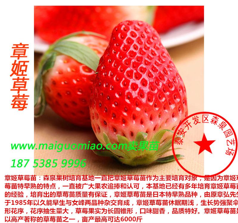衡阳草莓苗产品图片