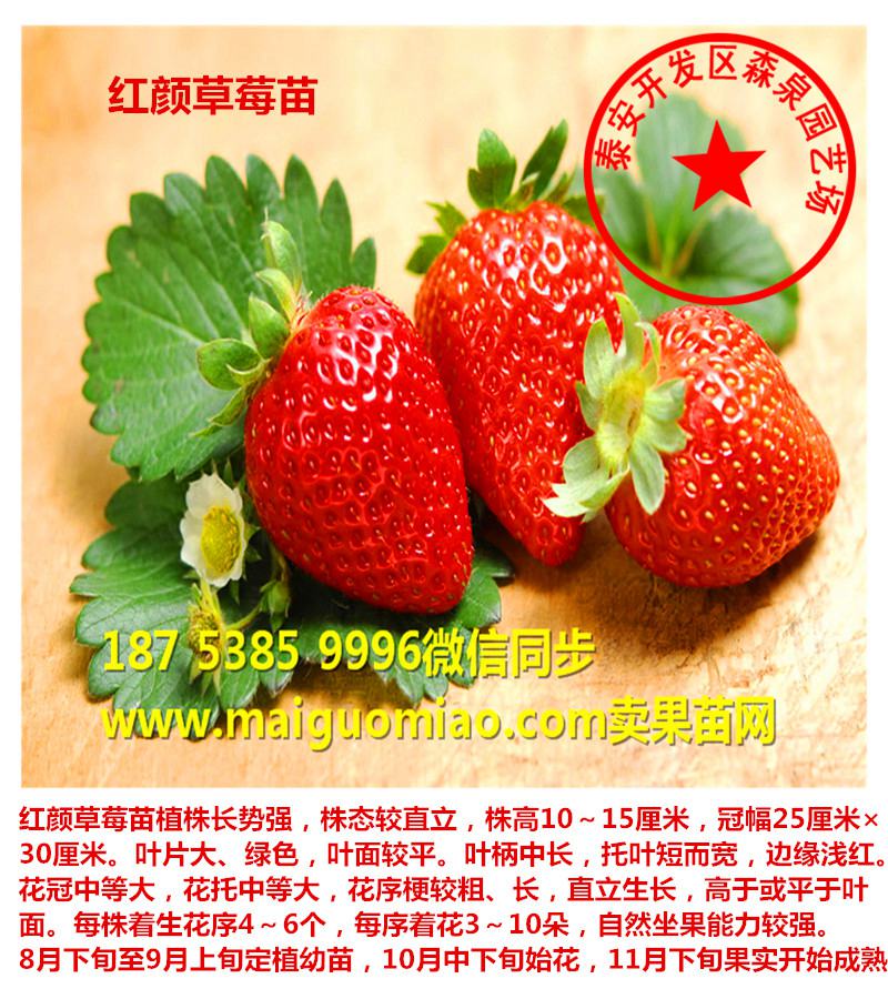 衡阳草莓苗产品图片