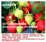 百色明晶草莓苗最新报价
