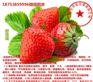 遂宁红颜草莓苗批发基地