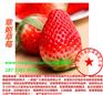 朝阳明旭草莓苗联系方式