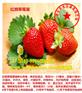 南充红颜草莓苗产品图片