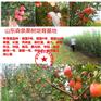 烟富0号苹果苗价格