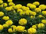 【大家都说好!】青州国庆菊@国庆菊批发@国庆菊基地【绿九州】