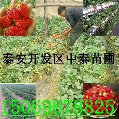 松原草莓苗产地