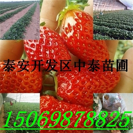 鹤岗四季草莓苗