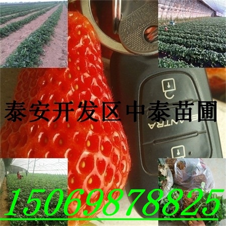 松原草莓苗产地