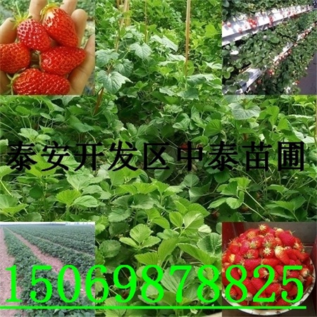 襄汾香莓一号草莓苗批发零售价格{优惠多}
