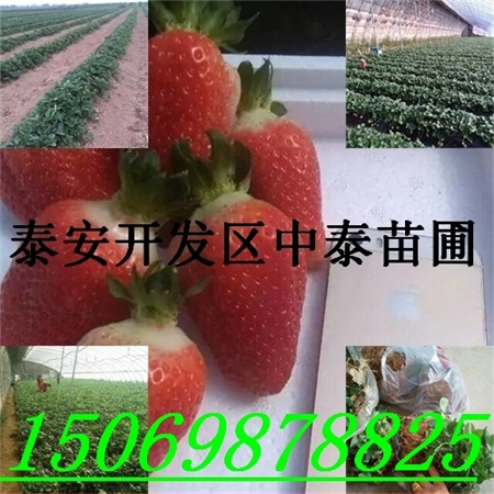 辽阳草莓苗怎么运输