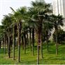 三亚霸王棕|漳州棕榈树批发价格