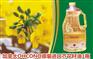 深圳进口加拿大Canaplus菜籽油备案清关代理