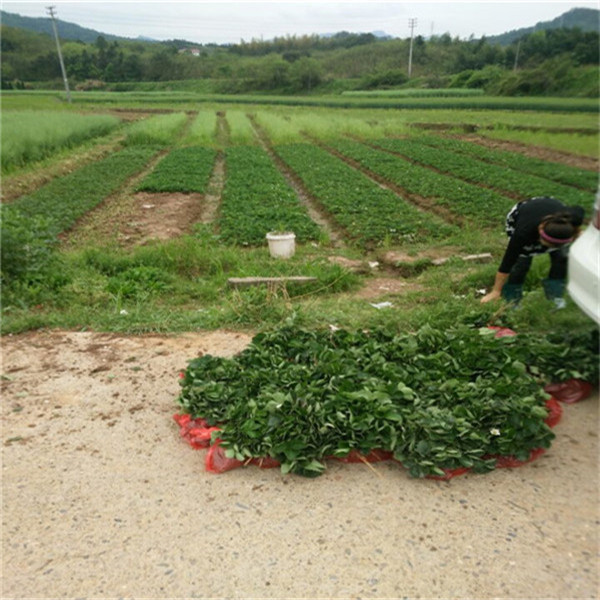 河西区哪里卖草莓苗，批发草莓苗&nbsp;&nbsp;草莓苗价格&nbsp;&nbsp;草莓苗基地
