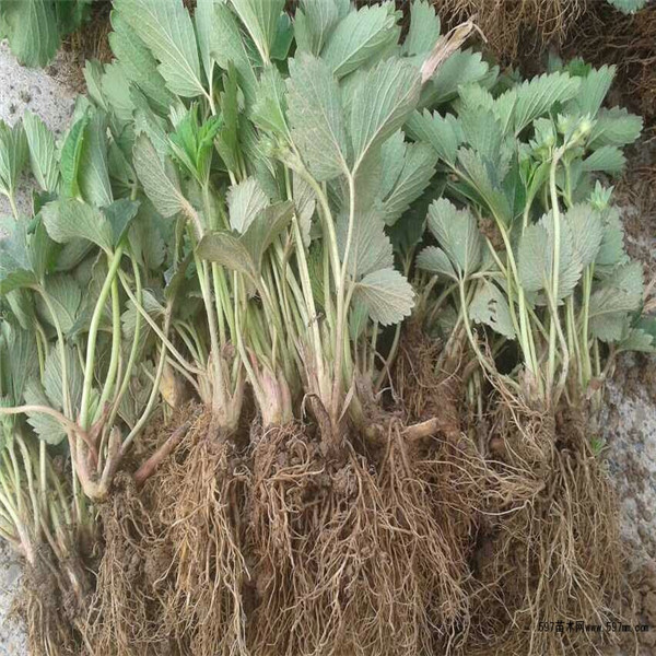 衡水市哪里卖草莓苗，批发草莓苗&nbsp;&nbsp;草莓苗价格&nbsp;&nbsp;草莓苗基地