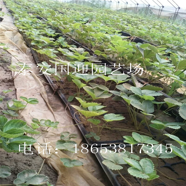 本溪市哪里卖草莓苗，批发草莓苗&nbsp;&nbsp;草莓苗价格&nbsp;&nbsp;草莓苗基地