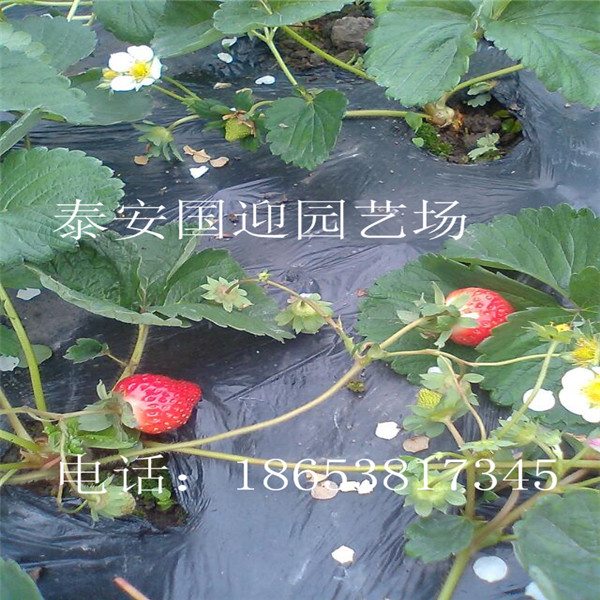 四平市哪里卖草莓苗，批发草莓苗&nbsp;&nbsp;草莓苗价格&nbsp;&nbsp;草莓苗基地