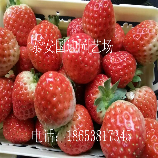 四平市哪里卖草莓苗，批发草莓苗&nbsp;&nbsp;草莓苗价格&nbsp;&nbsp;草莓苗基地