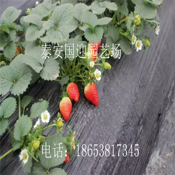 静安区哪里卖草莓苗，批发草莓苗&nbsp;&nbsp;草莓苗价格&nbsp;&nbsp;草莓苗基地