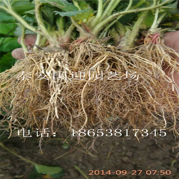 宝山区哪里卖草莓苗，批发草莓苗&nbsp;&nbsp;草莓苗价格&nbsp;&nbsp;草莓苗基地