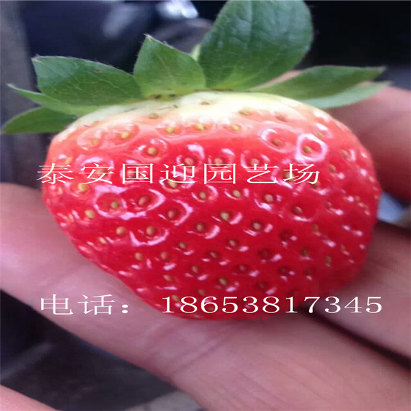 普陀区哪里卖草莓苗，批发草莓苗&nbsp;&nbsp;草莓苗价格&nbsp;&nbsp;草莓苗基地