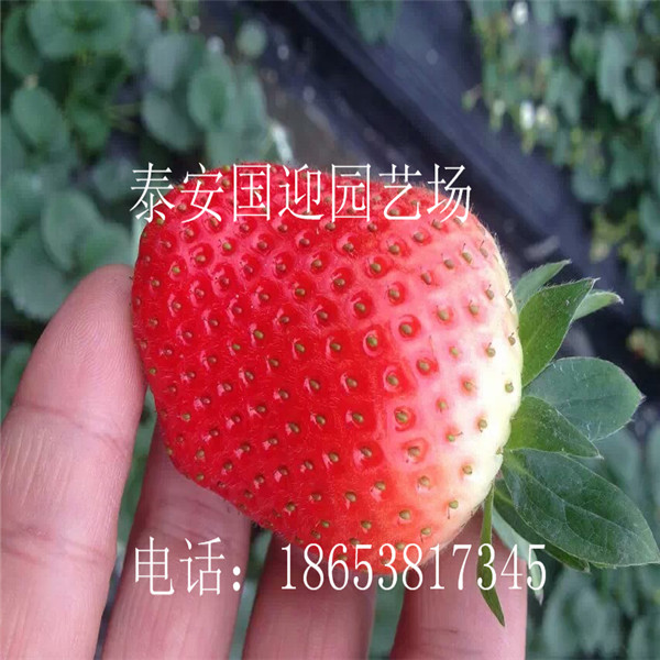 无锡市哪里卖草莓苗，批发草莓苗&nbsp;&nbsp;草莓苗价格&nbsp;&nbsp;草莓苗基地