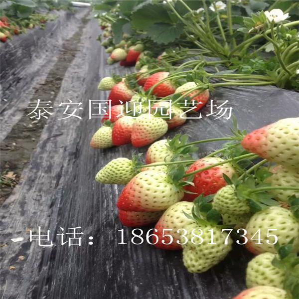 苏州市哪里卖草莓苗，批发草莓苗&nbsp;&nbsp;草莓苗价格&nbsp;&nbsp;草莓苗基地