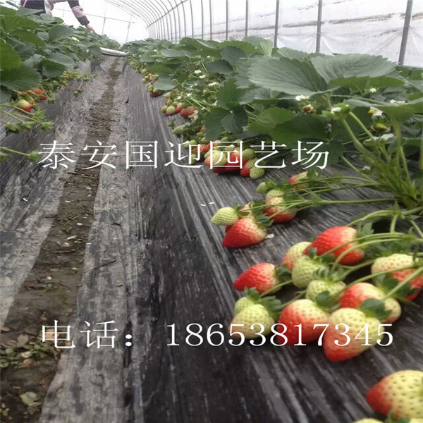苏州市哪里卖草莓苗，批发草莓苗&nbsp;&nbsp;草莓苗价格&nbsp;&nbsp;草莓苗基地