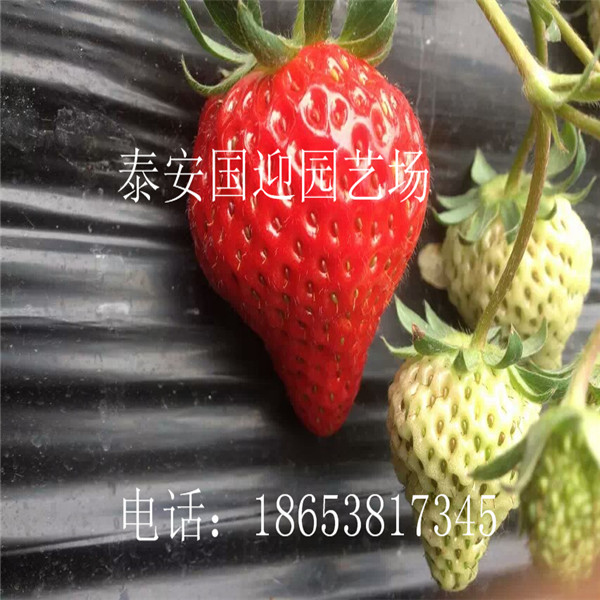 连云港市哪里卖草莓苗，批发草莓苗&nbsp;&nbsp;草莓苗价格&nbsp;&nbsp;草莓苗基地