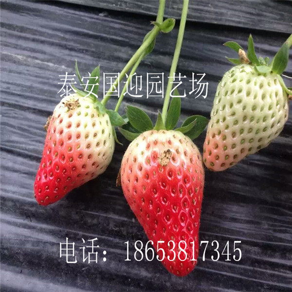 绍兴市哪里卖草莓苗，批发草莓苗&nbsp;&nbsp;草莓苗价格&nbsp;&nbsp;草莓苗基地