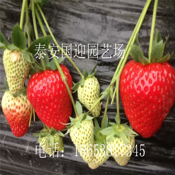 宁波市哪里卖草莓苗，批发草莓苗&nbsp;&nbsp;草莓苗价格&nbsp;&nbsp;草莓苗基地