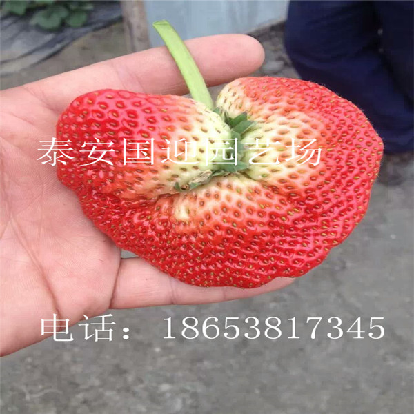 舟山市哪里卖草莓苗，批发草莓苗&nbsp;&nbsp;草莓苗价格&nbsp;&nbsp;草莓苗基地