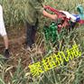 手扶大蒜收获机 大棚土豆收获机收益k 薯类收获机专家