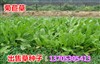 山东日照市什么地方有卖多年生黑麦草种子洪荒之力&nbsp;&nbsp;牧草种子品种&nbsp;&nbsp;冬牧70黑麦草种子&nbsp;&nbsp;菊苣牧草种子