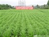 高陵县哪里有卖冬牧70黑麦草种子批发价格 牧草种子品种 紫花苜蓿种子 多年生黑麦草种子