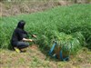 泸州市批发多年生黑麦草种子哪里有的卖/&nbsp;&nbsp;牧草种子品种&nbsp;&nbsp;紫花苜蓿种子&nbsp;&nbsp;菊苣牧草种子