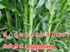 河北养羊牧草种子批发价&nbsp;&nbsp;牧草种子品种&nbsp;&nbsp;冬牧70黑麦草种子&nbsp;&nbsp;多年生黑麦草种子