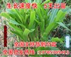公安县哪里有卖紫花苜蓿种子洪荒之力//*&nbsp;&nbsp;牧草种子品种&nbsp;&nbsp;冬牧70黑麦草种子&nbsp;&nbsp;多年生黑麦草种子