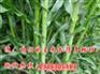 河北批发牧草种子