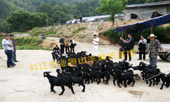 努比亚大耳山羊价格