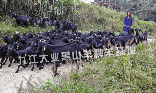 江西大耳黑山羊养殖场