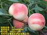 重庆桃树苗批发，重庆桃树苗管理，重庆桃树苗特点