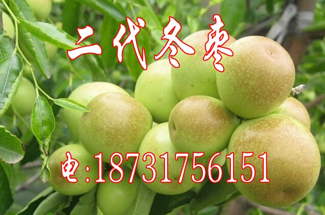 出售冬枣苗（改良二代冬枣苗）  供应冬枣苗  山东枣树苗  河北冬枣苗