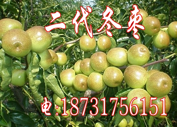 出售冬枣苗（改良二代冬枣苗）  供应冬枣苗  山东枣树苗  河北冬枣苗