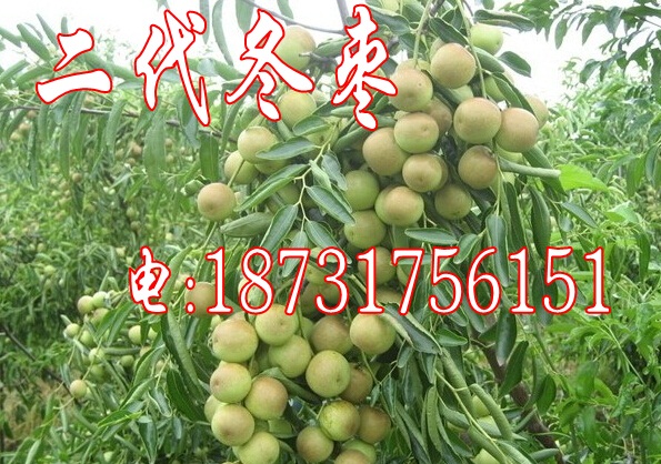 出售冬枣苗（改良二代冬枣苗）  供应冬枣苗  山东枣树苗  河北冬枣苗